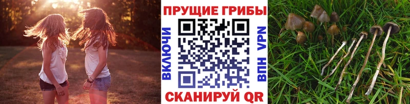 хочу наркоту  Сысерть  Галлюциногенные грибы мицелий 